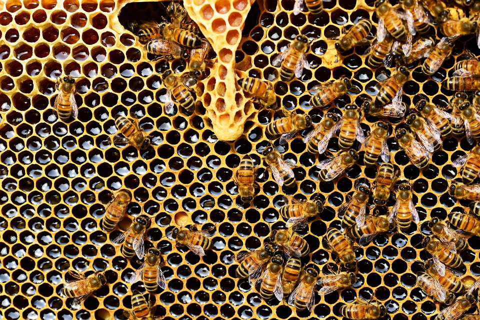 Óleos essenciais para picadas de abelha